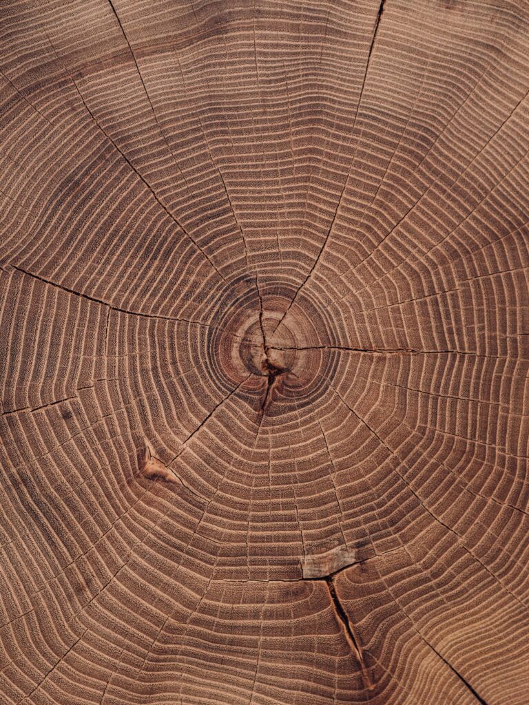 TCM-Holz-Wut-Energetik-Balance-Kraft-Organreading-Vision-Tatkraft