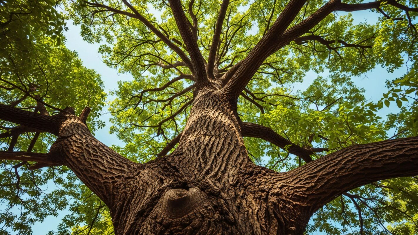 großer Baum mit Blick in die Krone
