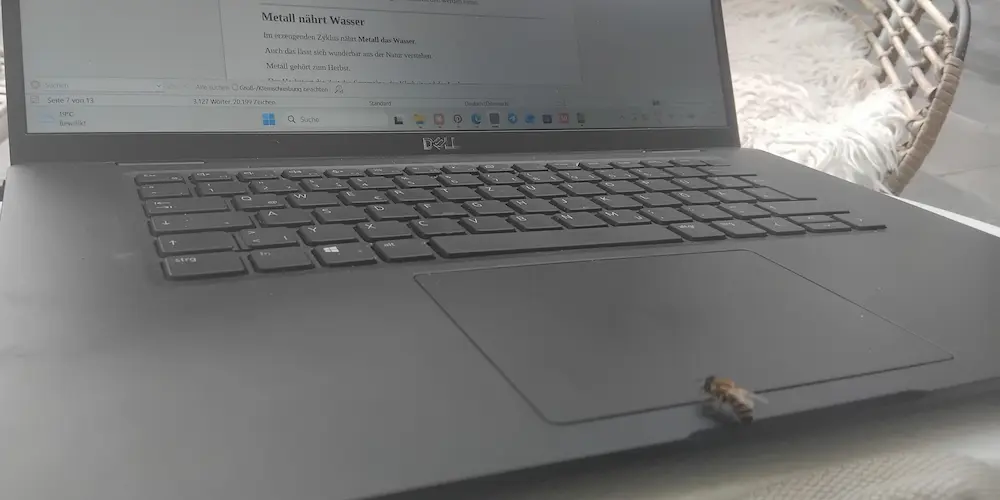 Biene auf Laptop - Element Wasser in der TCM Biene auf einem Laptop im Oktober als Symbol für das Element Wasser in der TCM